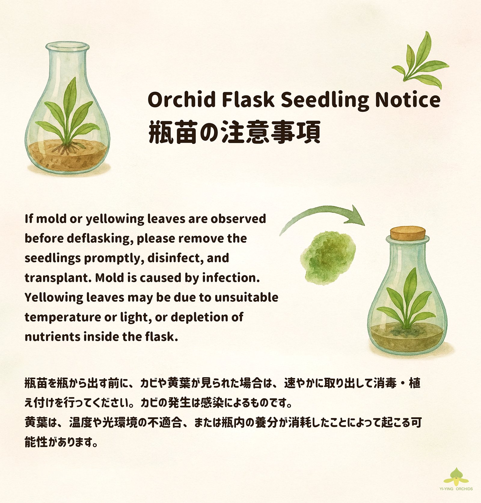 Orchid Flask Seedling Notice